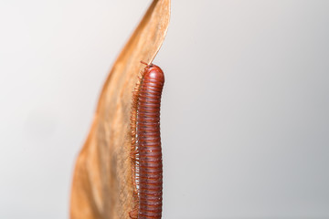 Siamese Pointy Tail Millipede
