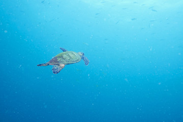 Sea Turtle and reef coral