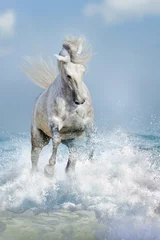 Poster White horse run in ocean vawes © callipso88