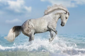 Foto auf Leinwand White horse run in ocean vawes © callipso88