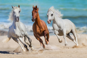 Horse herd run gallop on seashore