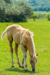 Young Tawny Horse Grazing on The Field