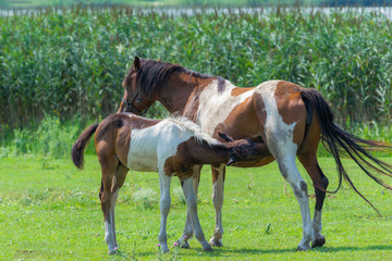 Horse with its eating foal on a field