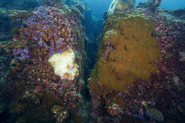 coral