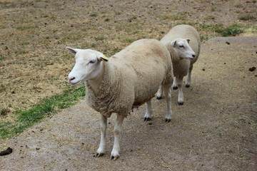 Obraz premium Schafe (Ovis gmelini aries) auf einem Bauernhof