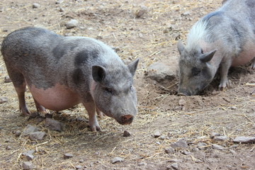 Hängebauchschweine auf einem Bauernhof