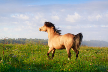 Obraz premium welsh pony