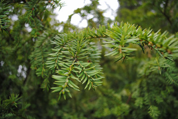 Siberian juniper closeup. Botanical Garden. Spring