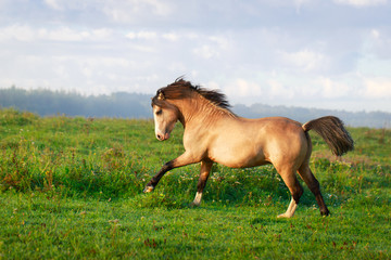 Fototapeta premium welsh pony