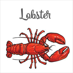 Full length lobster sketch style vector illustration isolated on white background. Drawing of lobster as luxury seafood delicacy. Edible underwater creature, healthy organic seafood