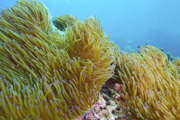 Naklejka na ściany i meble soft coral and coral reef