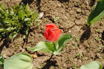 the first red tulip bloomed this spring on the background of a b