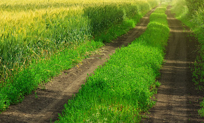 Ground road across the growing barley field