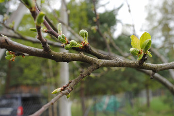 buds of an apple-tree after a rain with drops