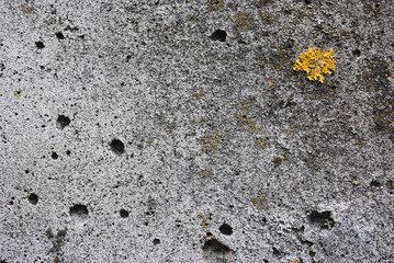 Texture concrete. Old concrete. Wet concrete, moss-grown