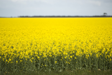 Obraz premium Field of bright canola plants during the day.