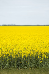 Field of bright canola plants during the day.
