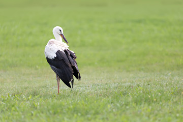 stork on a grass