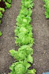 Frischer Salat in einem Beet im Garten