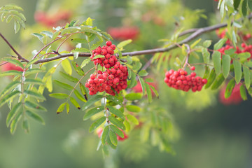 Obraz premium mountain ash berries