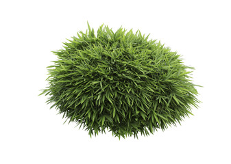 Bush of bamboo isolated,Objects with Clipping Paths
