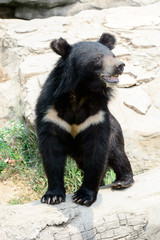 Asiatic black bear in Khon Kaen Zoo