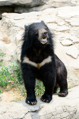Asiatic black bear in Khon Kaen Zoo
