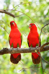 Chattering Lory (Lorius garrulus), standing on a branch