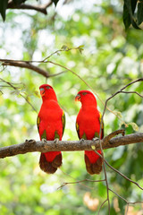 Chattering Lory (Lorius garrulus), standing on a branch