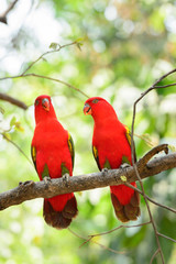 Chattering Lory (Lorius garrulus), standing on a branch
