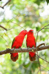 Chattering Lory (Lorius garrulus), standing on a branch
