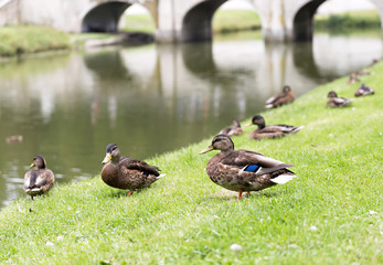 group of ducks in park