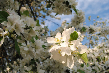 apple flowers background