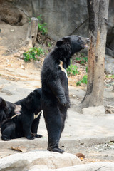 Asiatic black bear in Khon Kaen Zoo