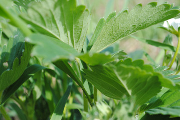 young strawberry leaves in spring