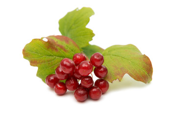 Berries of red Viburnum