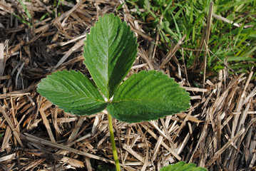 spring strawberry leaf on straw background