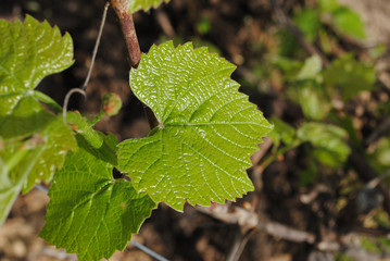 Young vine leaves on the vine in the spring. May
