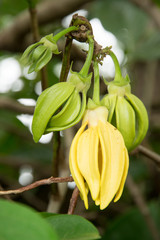 ylang  ylang