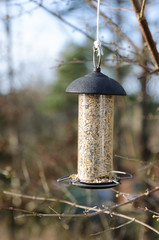 one bird feeder hangs in the three