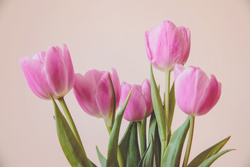 beautiful tulips 