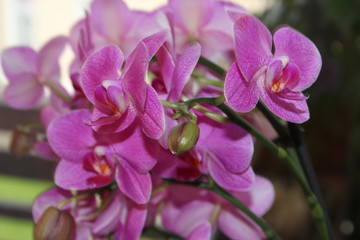 Fototapeta na wymiar Orchideen Blüte