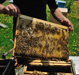 The beekeeper checks honeycomb