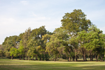 Green Tree Park wth Sky Background