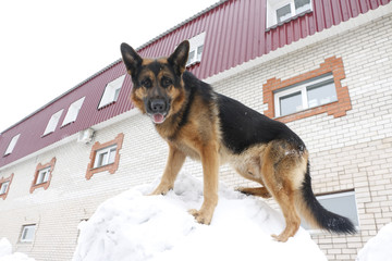German shepherd dog is guarding an important object in winter