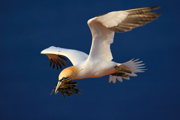 Obraz premium Flying bird. Flying Northern gannet with nesting material in the bill Bird in fly with dark blue sea water in the background, Flying bird from Helgoland island. Beautiful flying sea bird from coast.