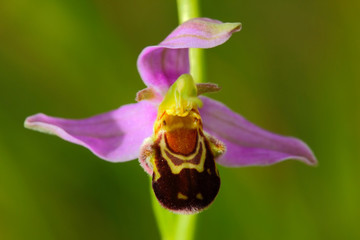 Bee Orchid, Ophrys apifera, flowering European terrestrial wild orchid, nature habitat, detail of two beautiful bloom, green clear background, Slovakia. Detail of bloom violet orchid.