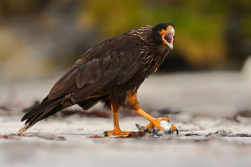Feeding scene. Birds of prey Strieted caracara, sitting in on the rock, Falkland Islands, Argentina. Bird behaviour. Bird caracara in the nature habitat. Bird with kill carcass. Caracara with food.