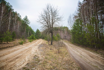 Fototapeta na wymiar sandy road in forest