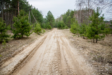 Fototapeta premium sandy road in forest